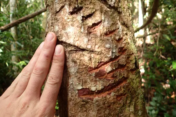 ຍ່າງປ່າພູເຂົາທະເລໝອກ