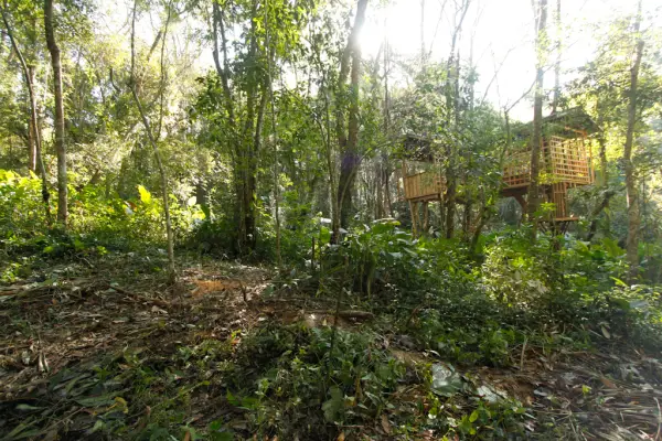 ນໍ້າຕົກຕາດ ແລະ ຍ່າງປ່າເຮືອນຮັງນົກ