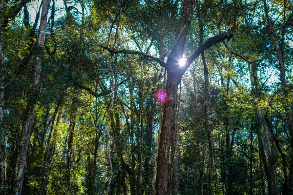 ຍ່າງປ່າພູເຂົາທະເລໝອກ