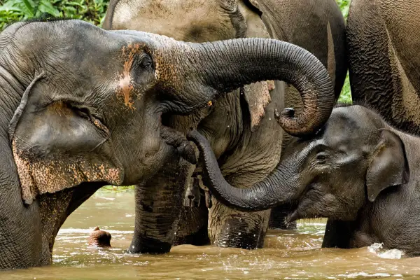 Wildlife Volunteering in Sayabouly: An Unforgettable Week of Eco Adventures with Elephants