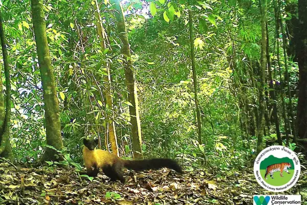 ນໍ້າຕົກຕາດ ແລະ ຍ່າງປ່າເຮືອນຮັງນົກ