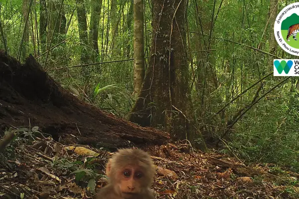 ນໍ້າຕົກຕາດ ແລະ ຍ່າງປ່າເຮືອນຮັງນົກ