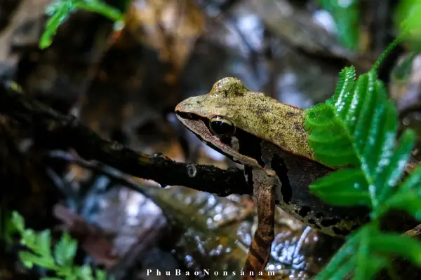 ຍ່າງປ່າພູເຂົາທະເລໝອກ