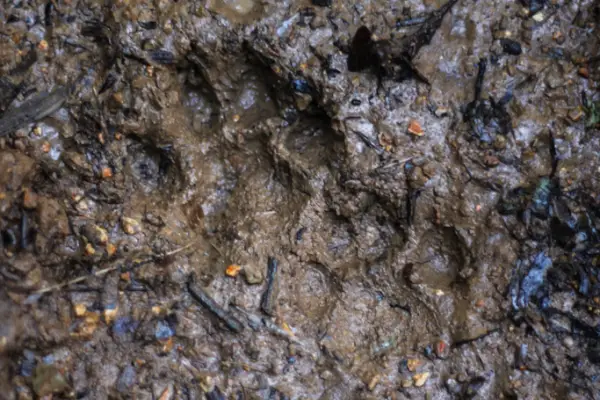 ຍ່າງປ່າພູເຂົາທະເລໝອກ