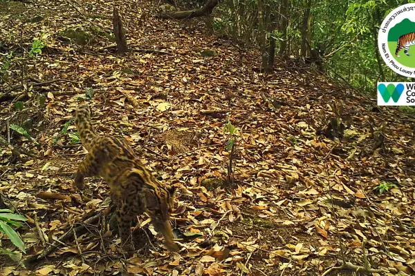 ຍ່າງປ່າພູເຂົາທະເລໝອກ