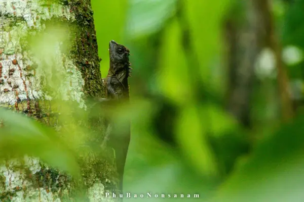 ຍ່າງປ່າພູເຂົາທະເລໝອກ