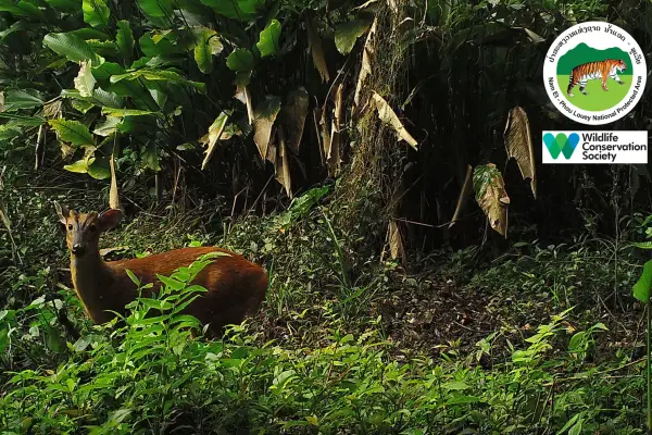 ນໍ້າຕົກຕາດ ແລະ ຍ່າງປ່າເຮືອນຮັງນົກ