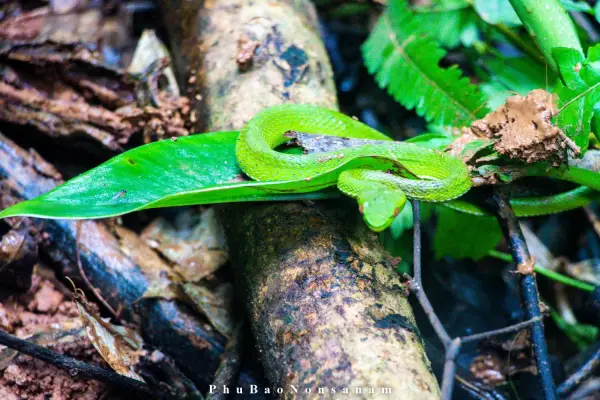 ຍ່າງປ່າພູເຂົາທະເລໝອກ}