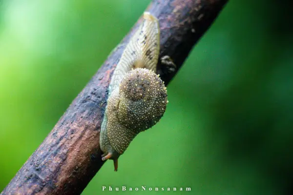 ຍ່າງປ່າພູເຂົາທະເລໝອກ}