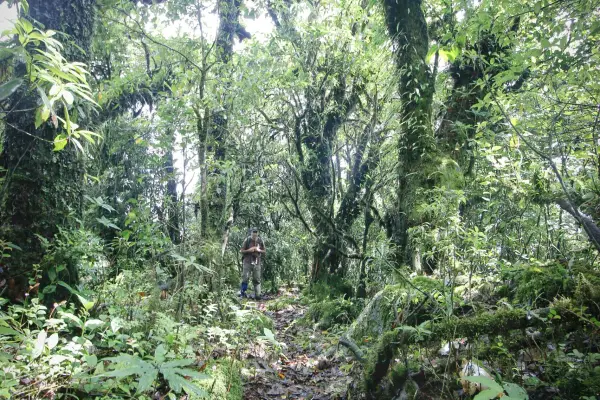 ຍ່າງປ່າພູເຂົາທະເລໝອກ