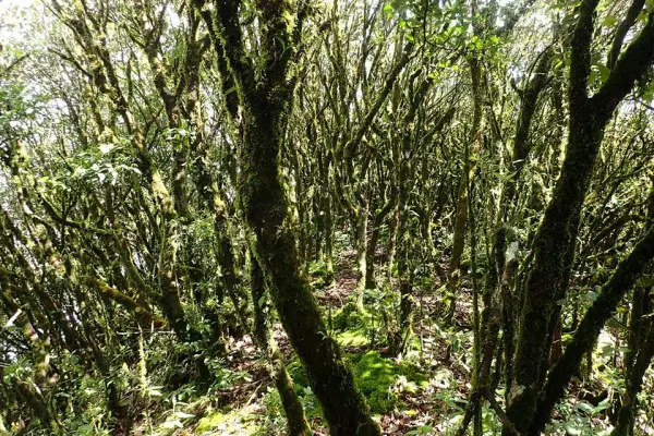 ຍ່າງປ່າພູເຂົາທະເລໝອກ