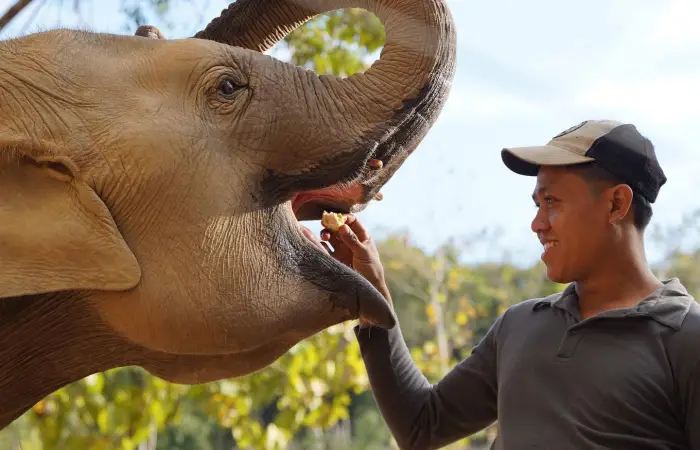 Elephant Sanctuary Tours