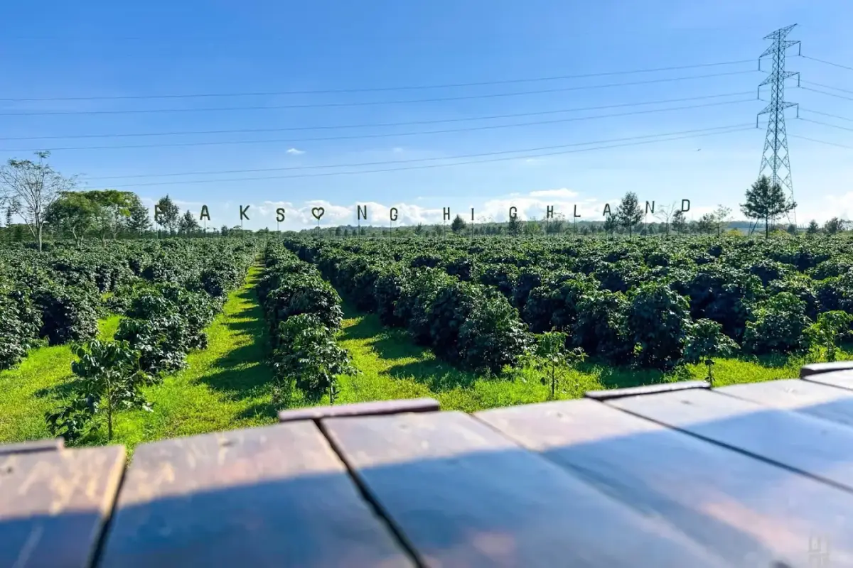 Cafe Hopping Experience in Paksong & the Bolaven Plateau