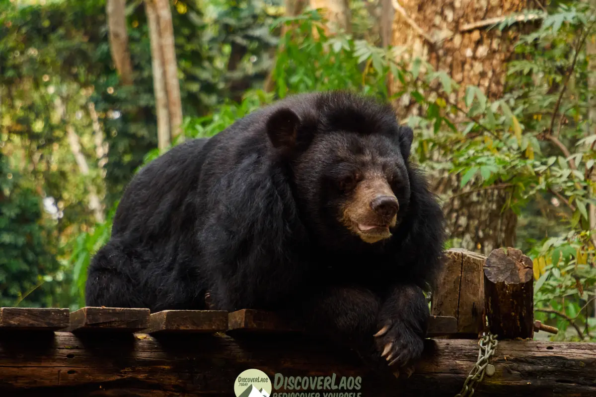 Bear at the Kuangsi Waterfall Rescue Center