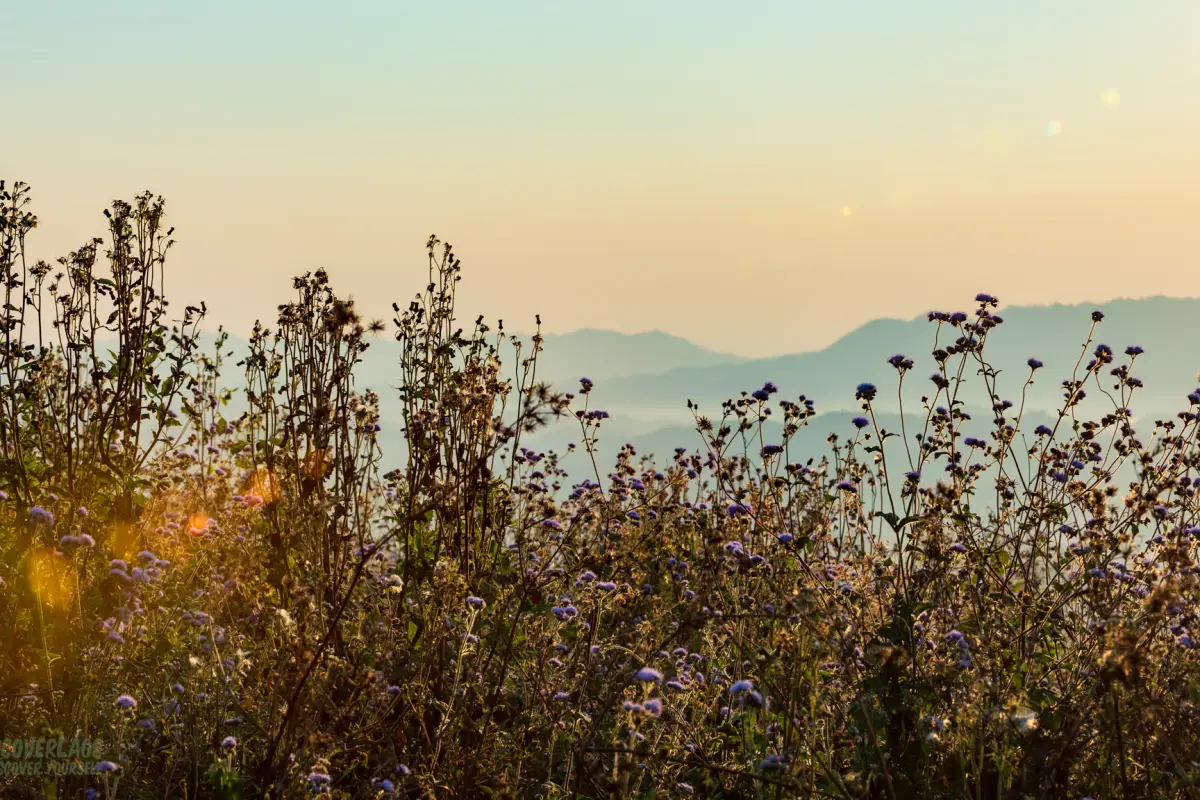 Phou Khoun Strawberry farm