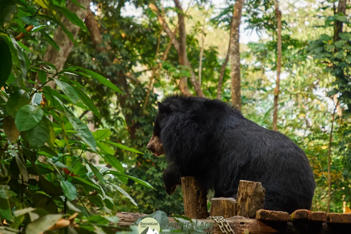 Bear at the Kuangsi Waterfall Rescue Center