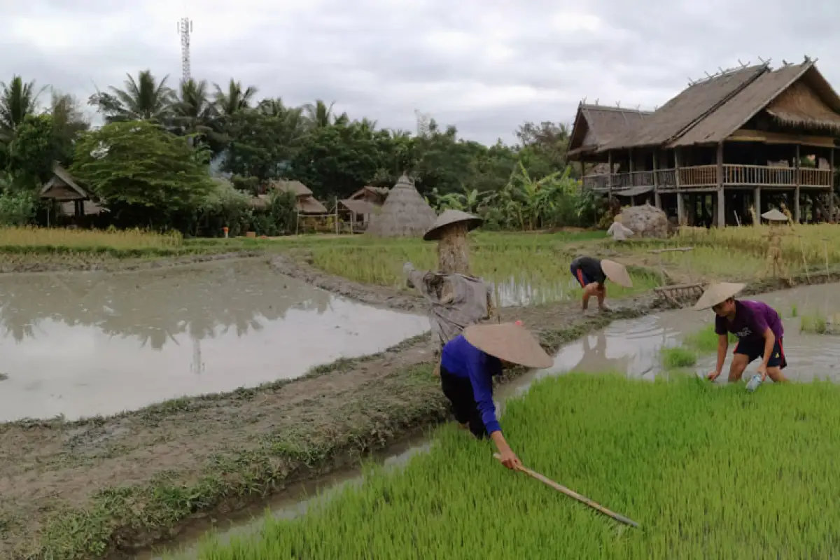 The Living Land Farm -  Rice Farming Experience