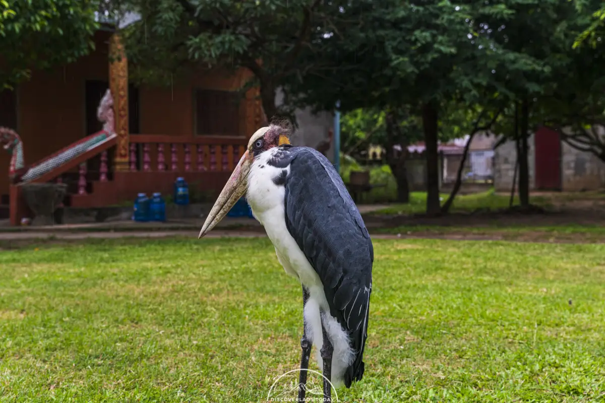 Ho Tay Pidok Library (Ancient Buddhist Scripts Library)