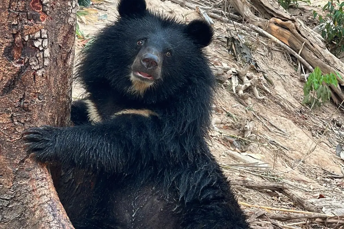 Lao Conservation Trust for Wildlife (LCTW)