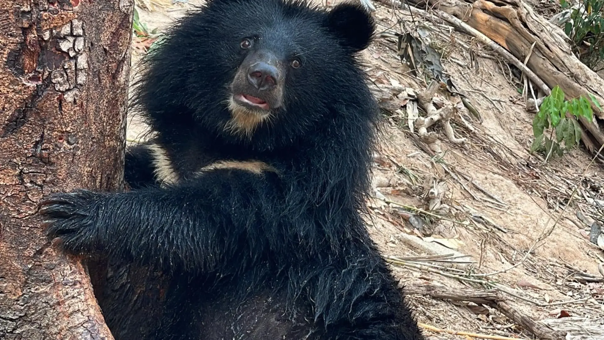 Lao Conservation Trust for Wildlife (LCTW)