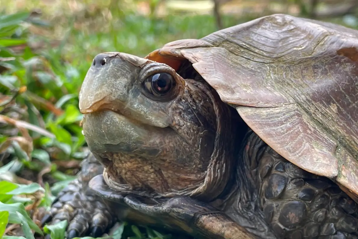 Lao Conservation Trust for Wildlife (LCTW)