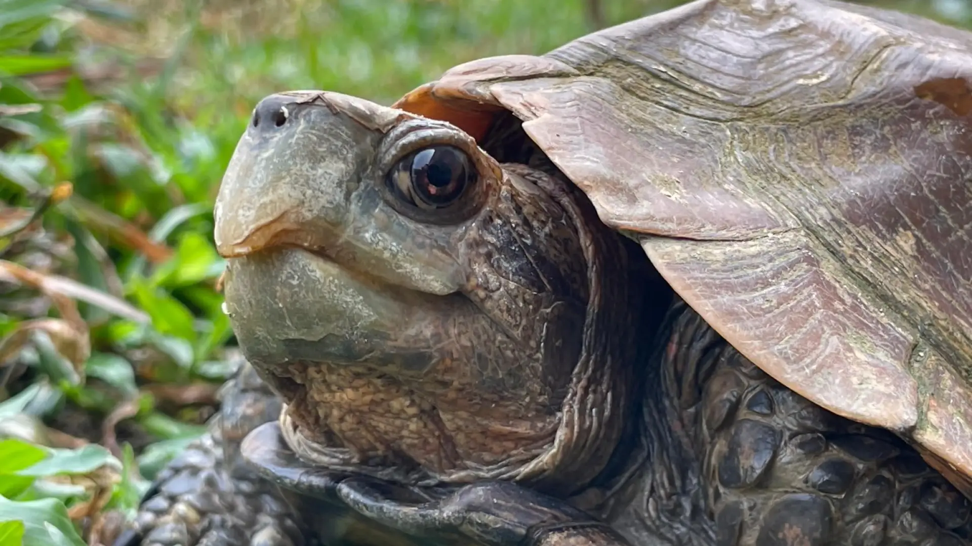 Lao Conservation Trust for Wildlife (LCTW)