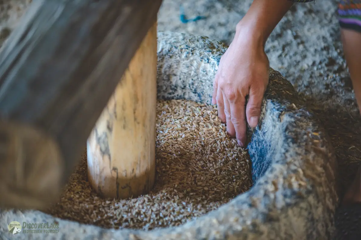 The Living Land Farm -  Rice Farming Experience