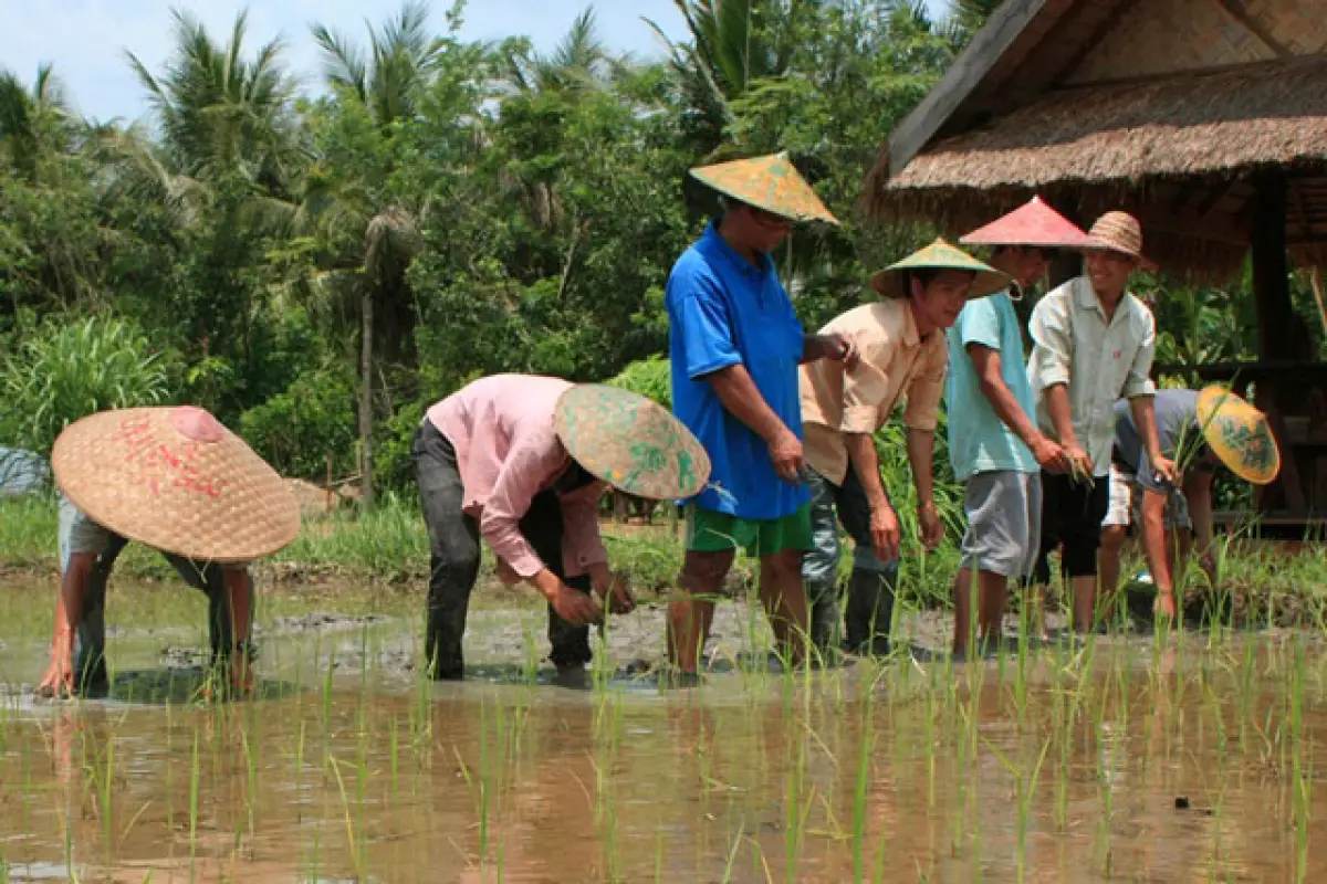 The Living Land Farm -  Rice Farming Experience