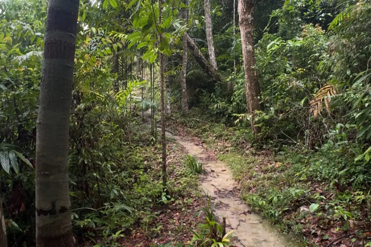 ผาเงิน (Silver Cliff)