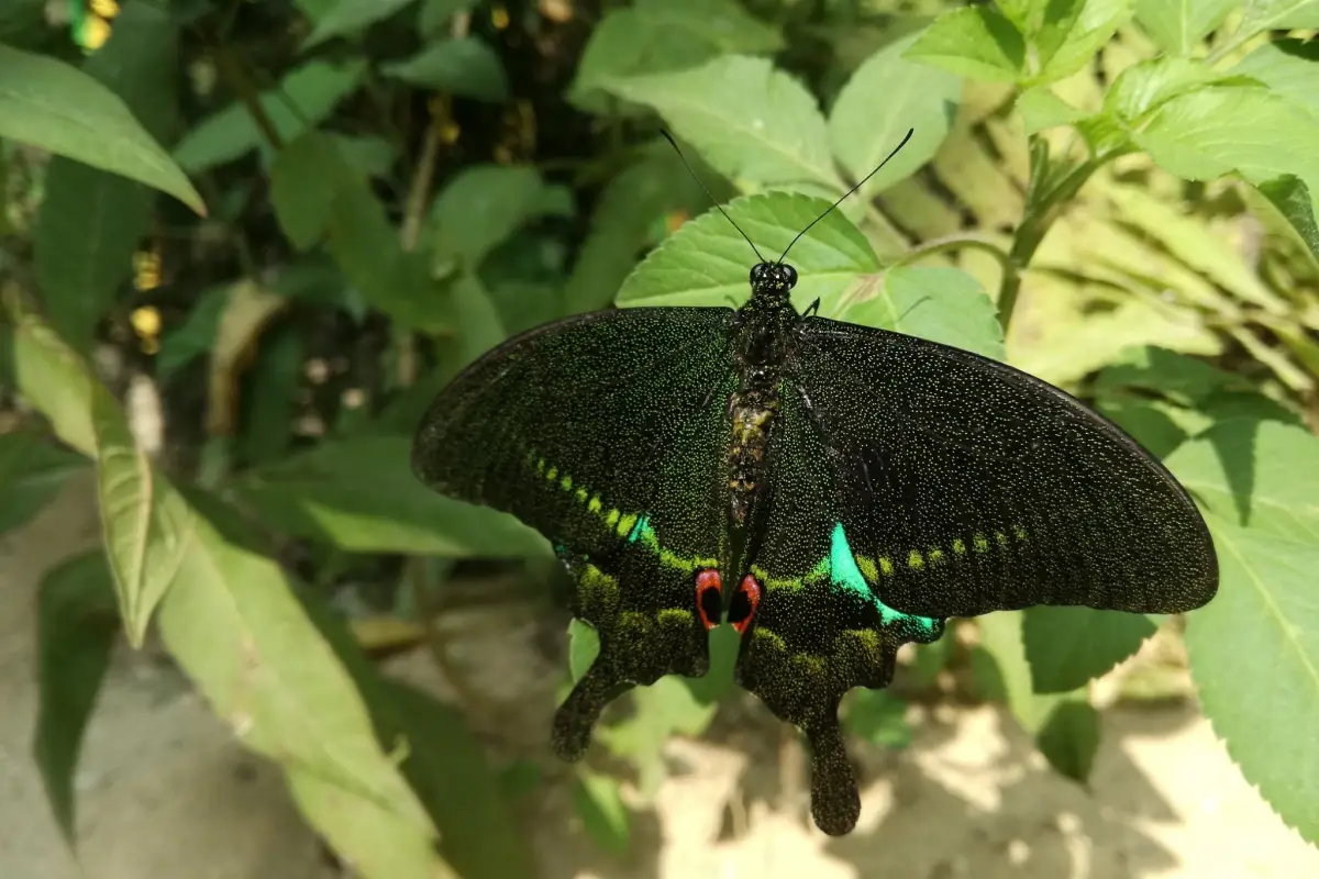 Kuang Si Falls Butterfly Park (Luang Prabang)