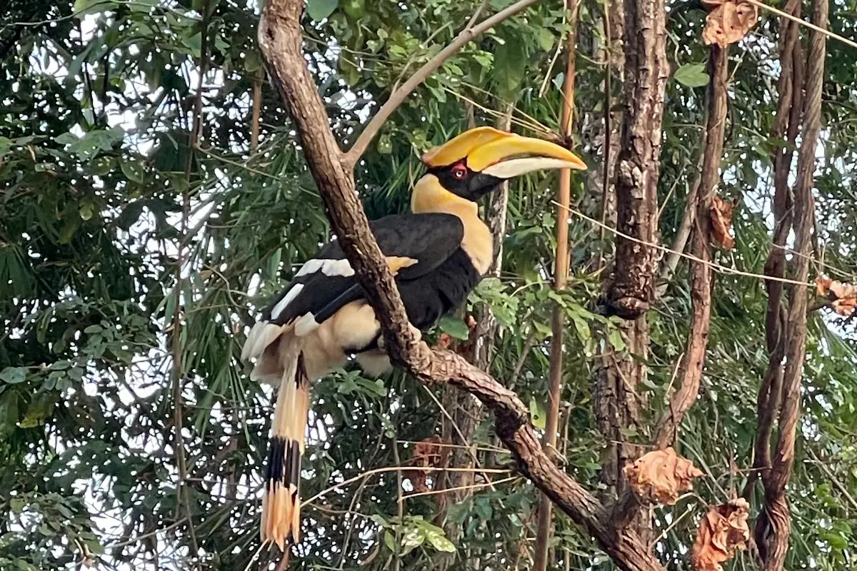 Lao Conservation Trust for Wildlife (LCTW)