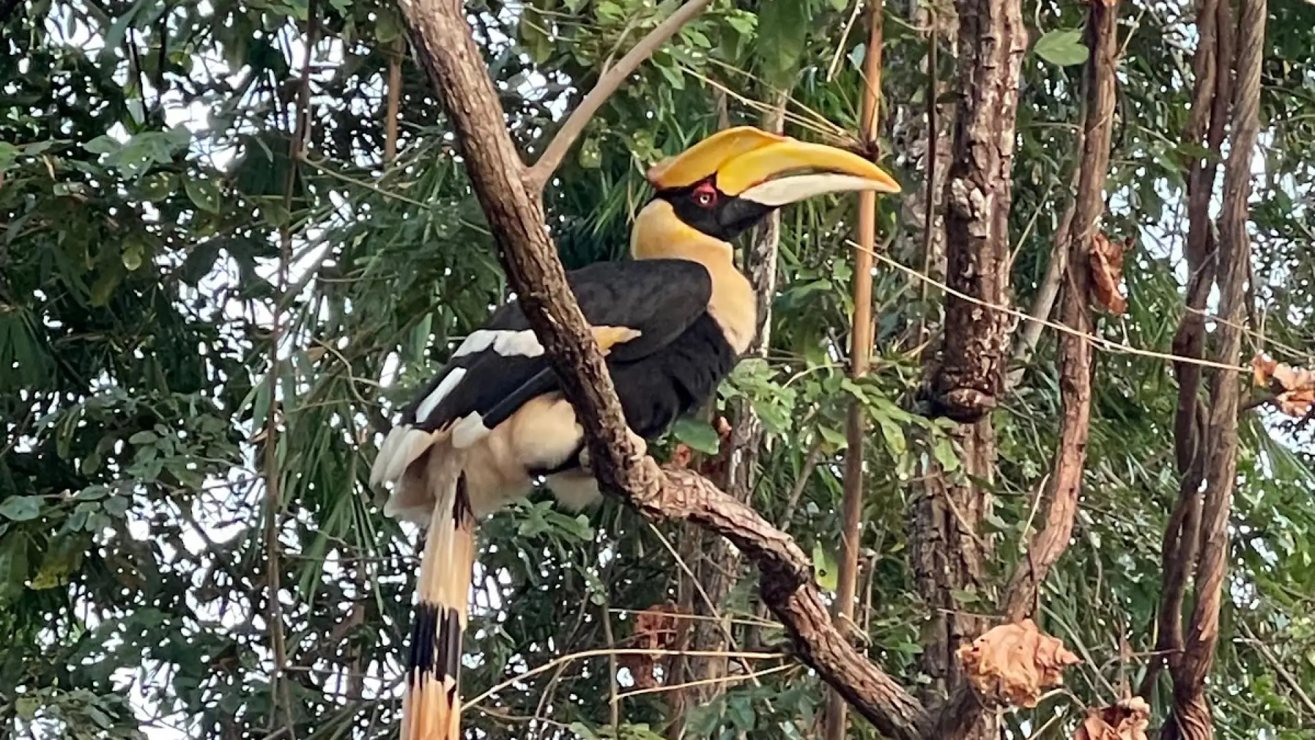 Lao Conservation Trust for Wildlife (LCTW)