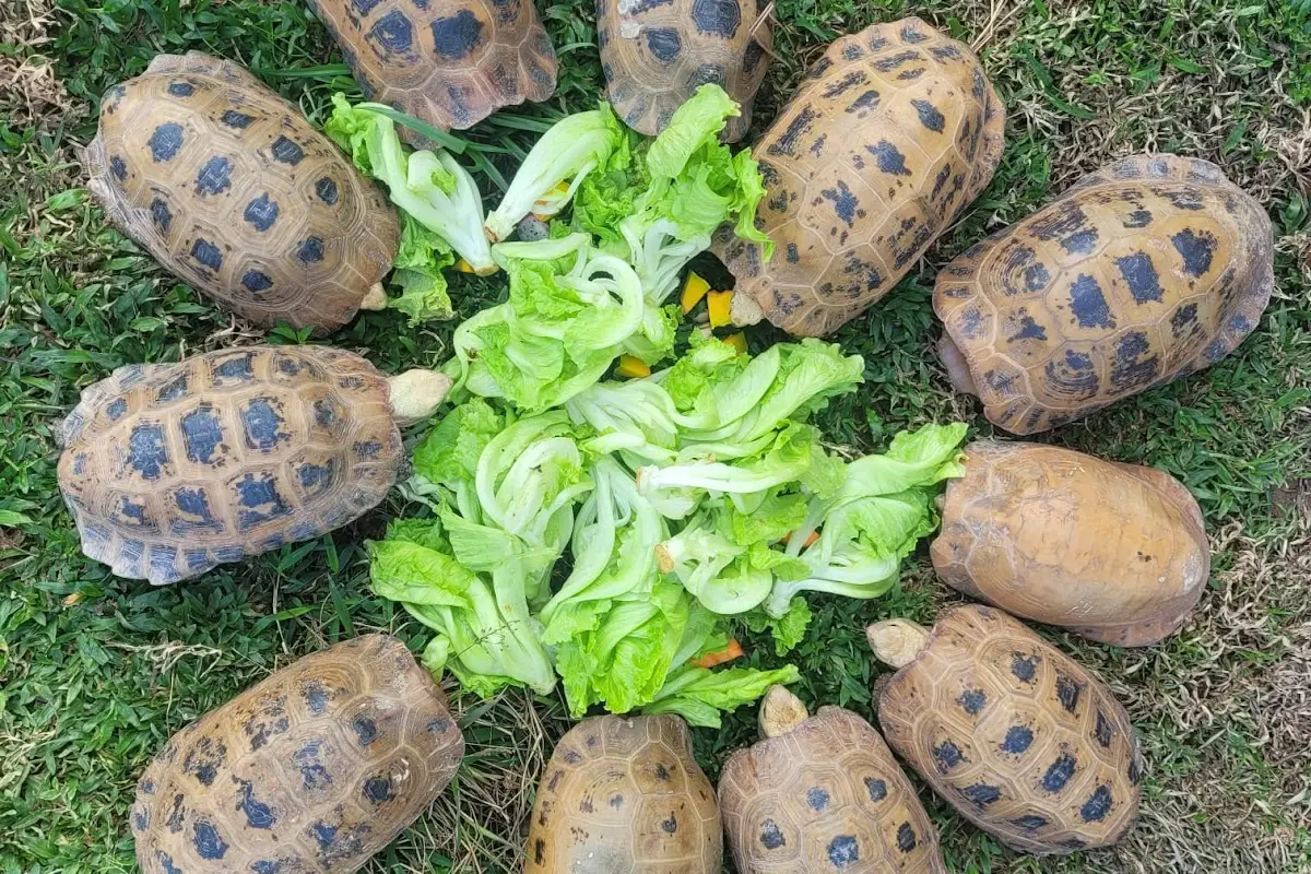 Lao Conservation Trust for Wildlife (LCTW)