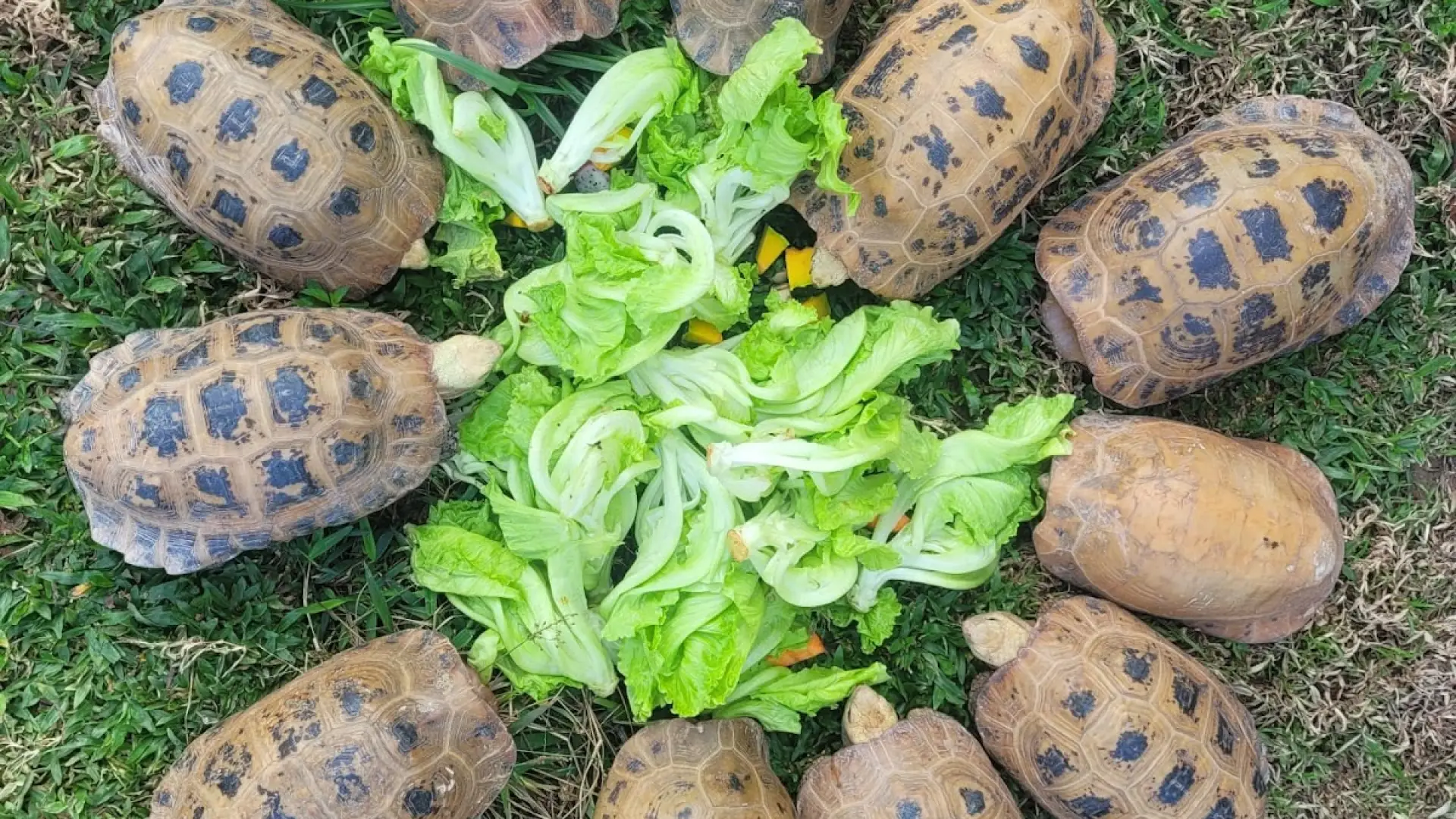 Lao Conservation Trust for Wildlife (LCTW)