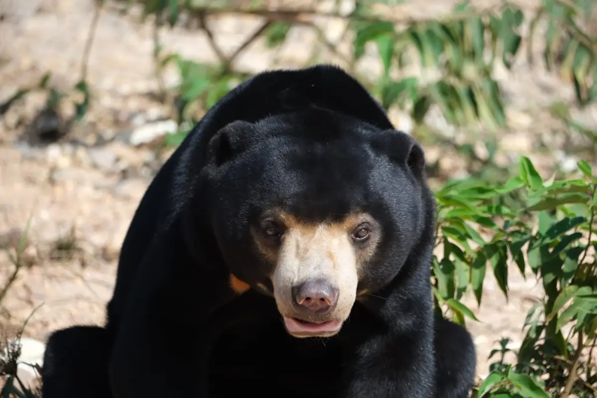 Lao Conservation Trust for Wildlife (LCTW)