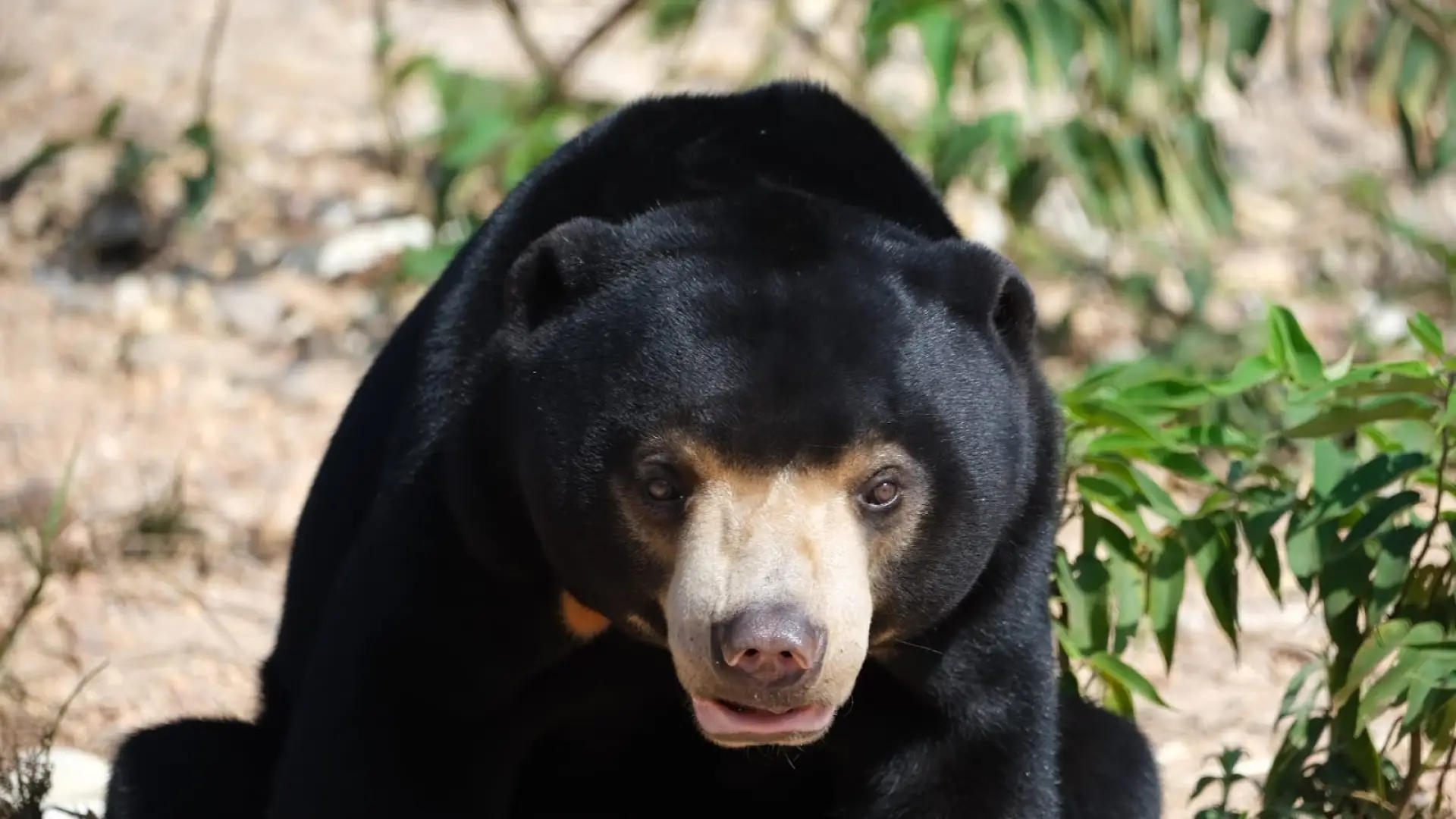 Lao Conservation Trust for Wildlife (LCTW)