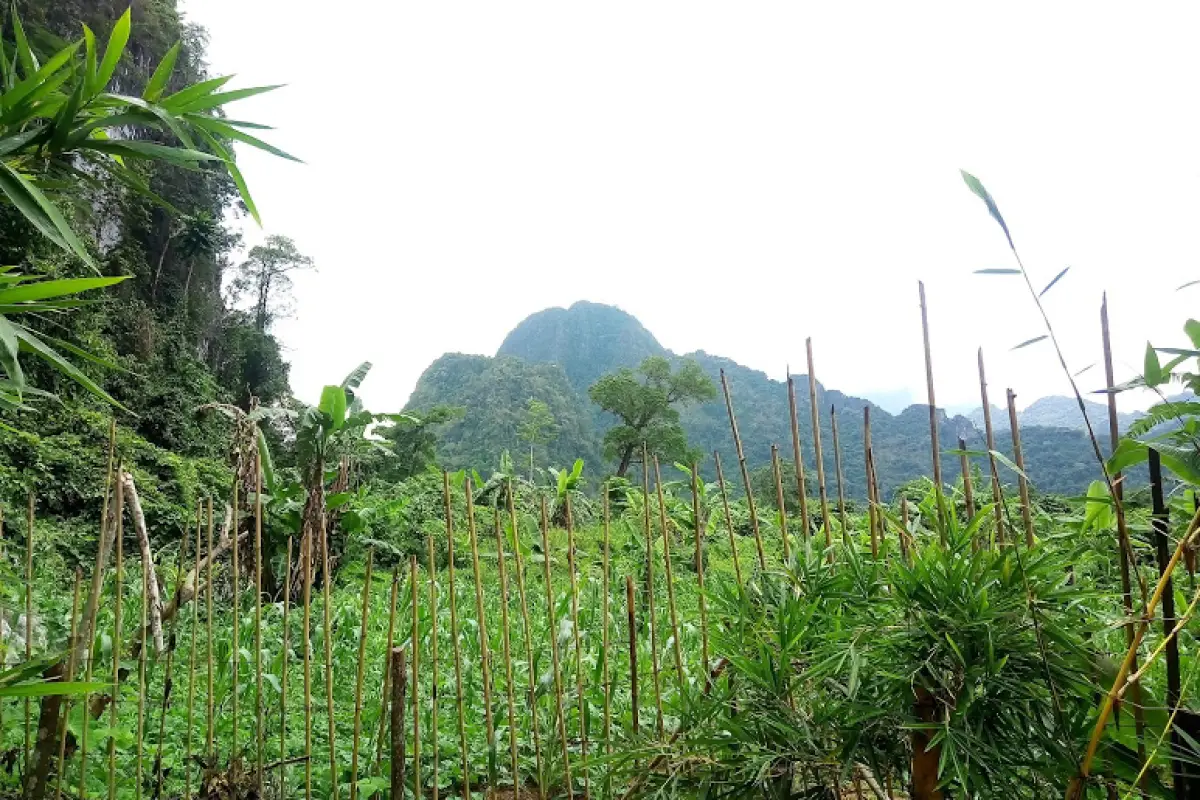 ถ้ำผาผึ้ง (Bee Cliff Cave)