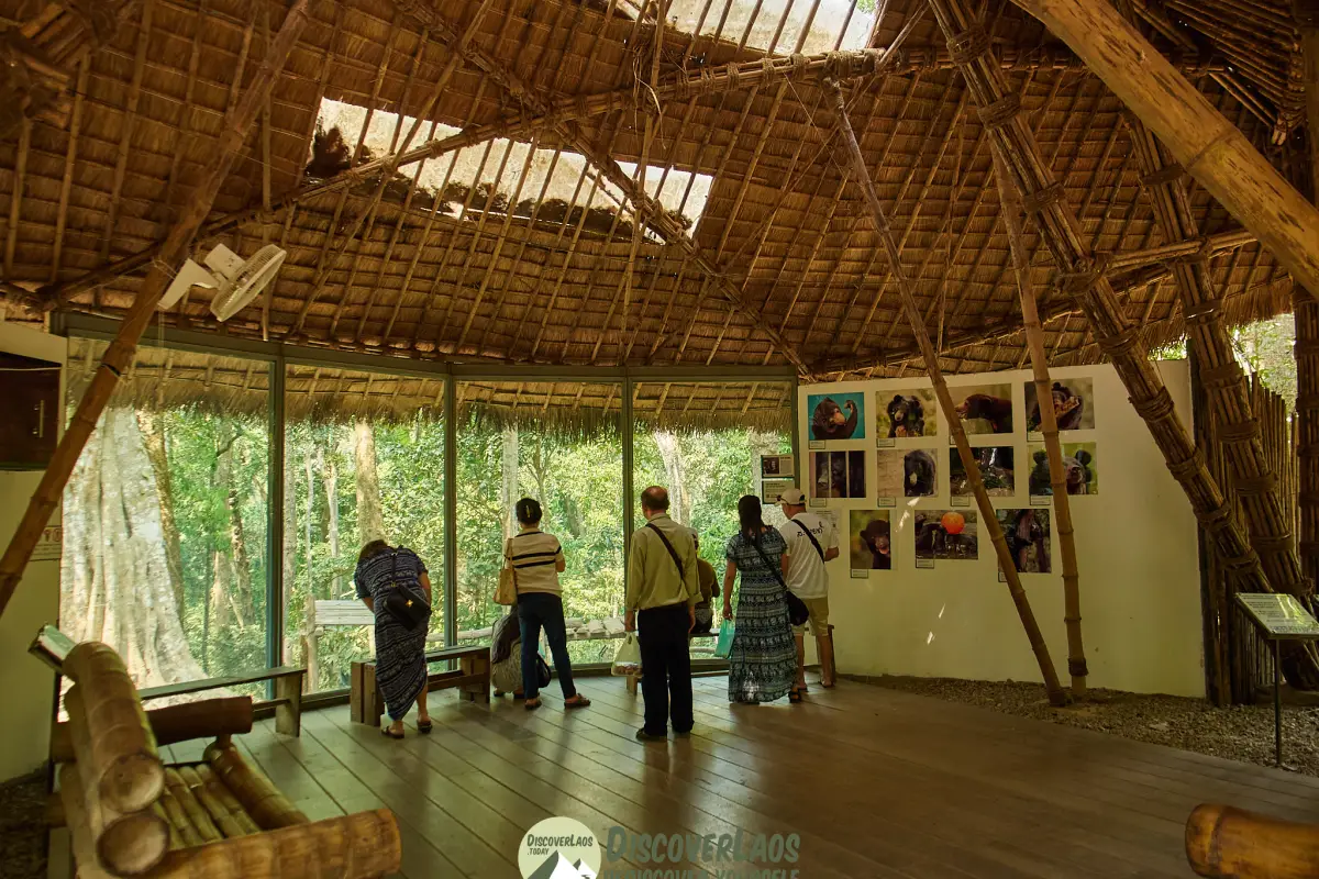 Bear at the Kuangsi Waterfall Rescue Center