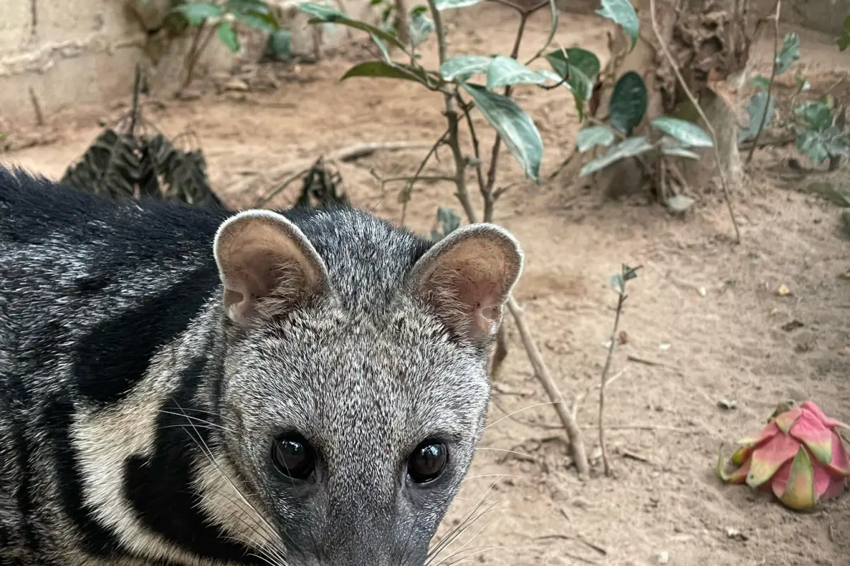 Lao Conservation Trust for Wildlife (LCTW)