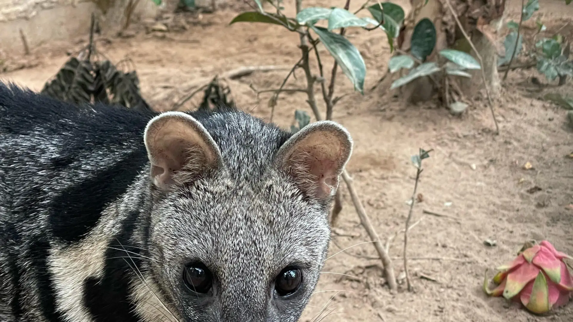 Lao Conservation Trust for Wildlife (LCTW)