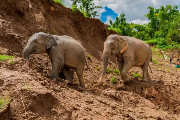 New Beginnings Escape: Jungle Walk with Elephants at MandaLao Elephant Conservation