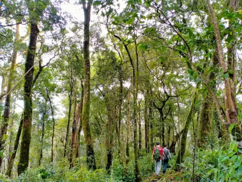 ป่าดิบชื้นเขตร้อน