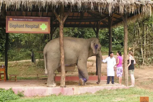 Educational Tour at Elephant Village Sanctuary & Resort