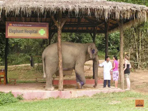 Educational Tour at Elephant Village Sanctuary & Resort