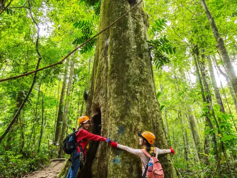 ລົດຮັບສົ່ງທົວພາຍໃນຣີສອດ, ຍ່າງປ່າ, ຕົ້ນໄມ້ໃຫ່ຍ, ຂີ່ສະລິງ 9 ເສັ້ນ