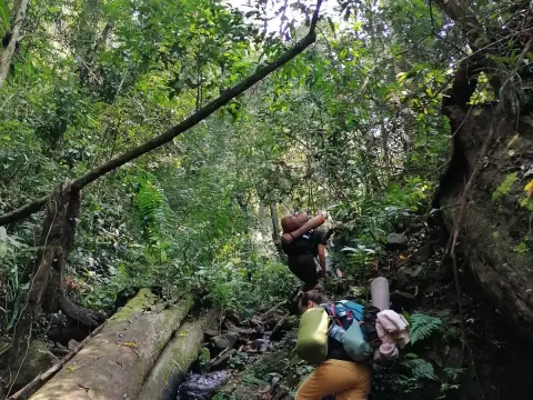 Immersive Jungle Adventure 3