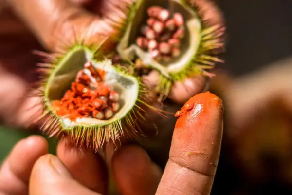 Natural Dyeing Experience