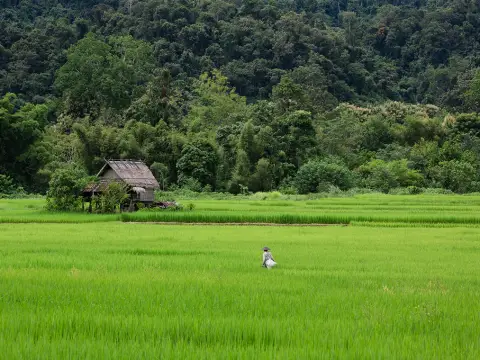 4-Day Nong Khiaw Jungle Trek & Kayak Adventure