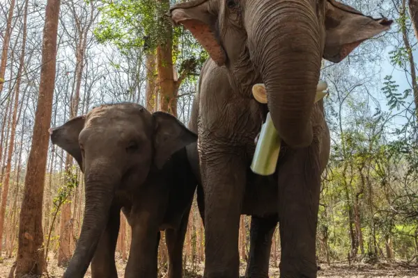 Full-Day Therapeutic Trek with Tad Sae Waterfall