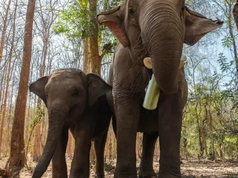 Full-Day Therapeutic Trek with Tad Sae Waterfall
